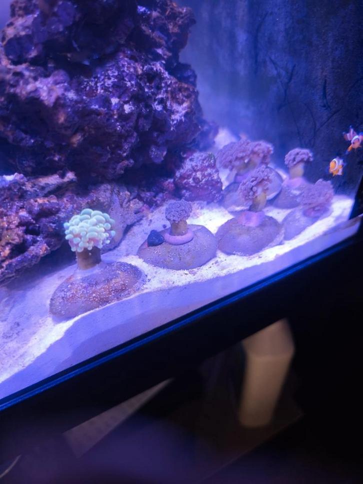 diverse koralen te koop, Dieren en Toebehoren, Vissen | Aquariumvissen