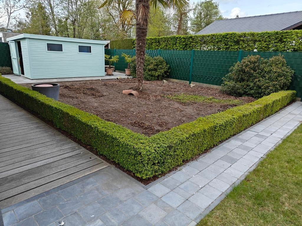 Buxus, Ophalen