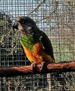 1-0 Senegal papegaai, Dieren en Toebehoren, Papegaai