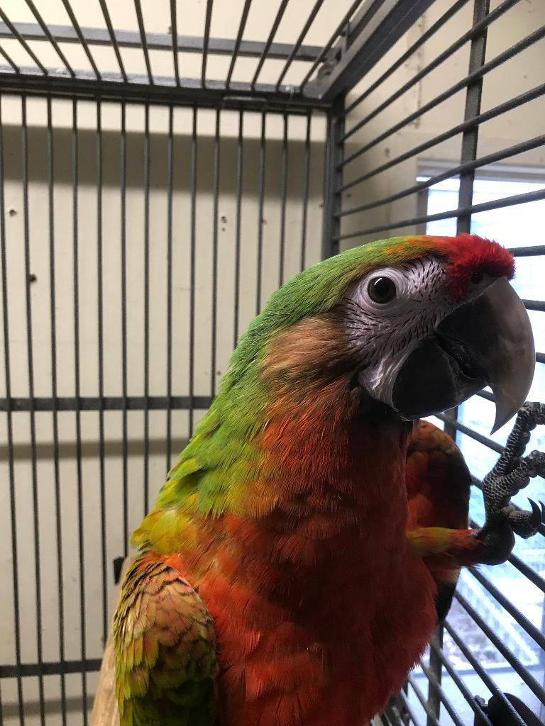 schamrock ara man x miligold ara pop, Plusieurs animaux, Perroquet, Bagué