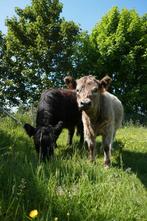 Koe Galloway, Dieren en Toebehoren, Meerdere dieren