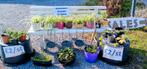Allerlei planten met sierpot, spotprijs. Garageverk Diest, Ophalen