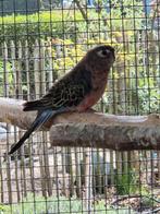 2 bourkes parkieten mannen, Mâle, Bagué