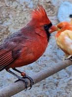 Te koop rode kardinaal man 2021