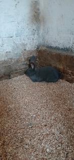 Vlaamse reus, Dieren en Toebehoren, Konijnen, Mannelijk, Groot, 0 tot 2 jaar
