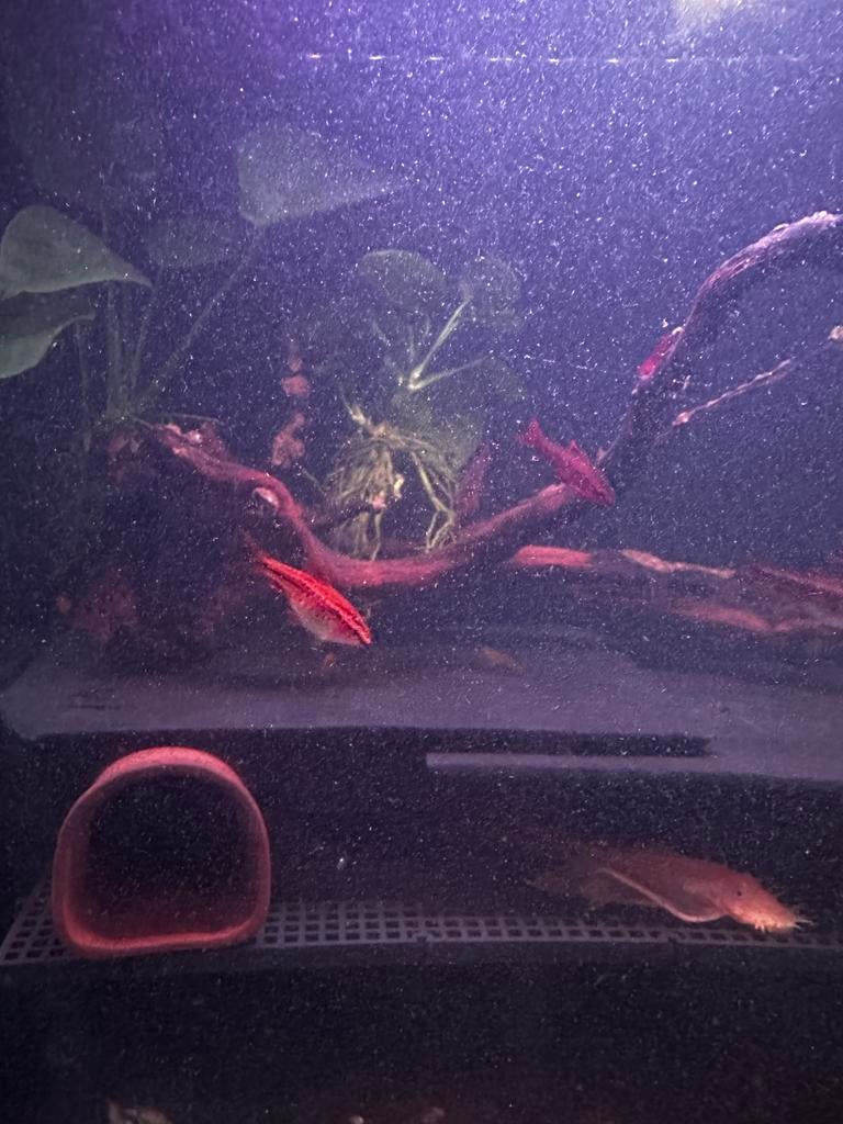 Poisson tétra Cherry Barb, Poisson, Poisson d'eau douce, Banc de poissons