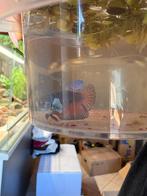 Betta halfmoon x dumbo ear, Ophalen, Nieuw, Overige typen