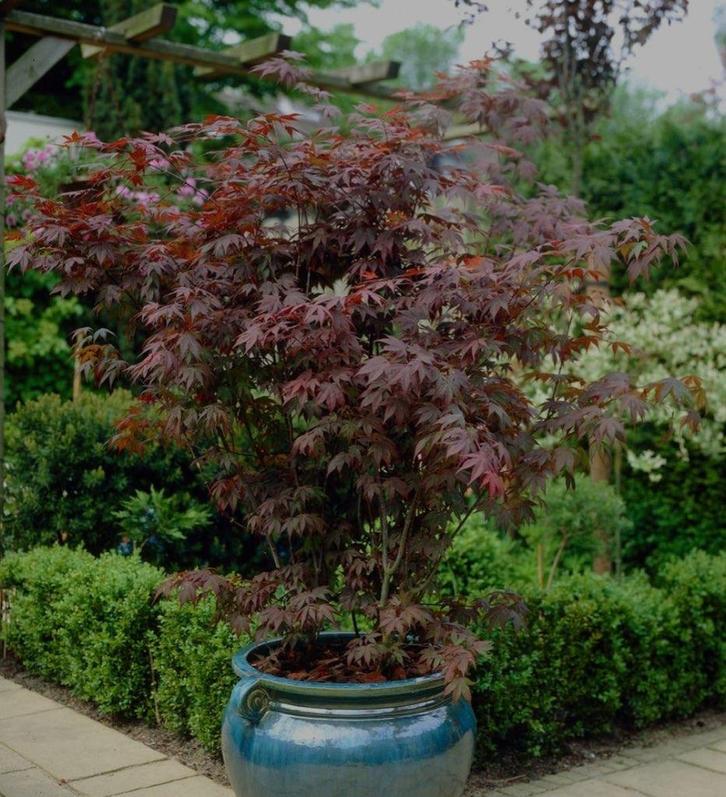 Japanse esdoorn (Acer), Tuin en Terras, Planten | Bomen, Halfschaduw, Herfst, In pot, Ophalen