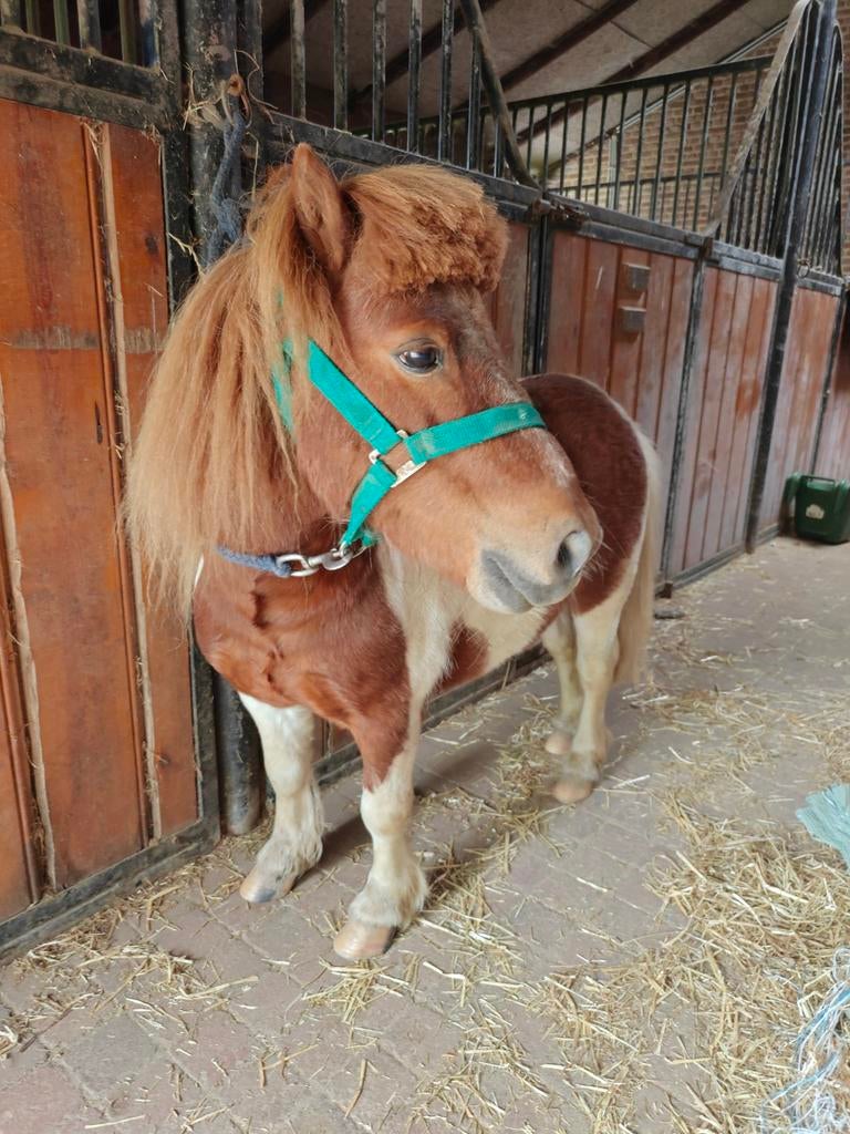 Shetlander hengst te koop., Dieren en Toebehoren, Hengst, Gechipt