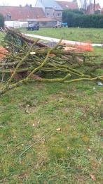 Gratis brandhout, Ophalen