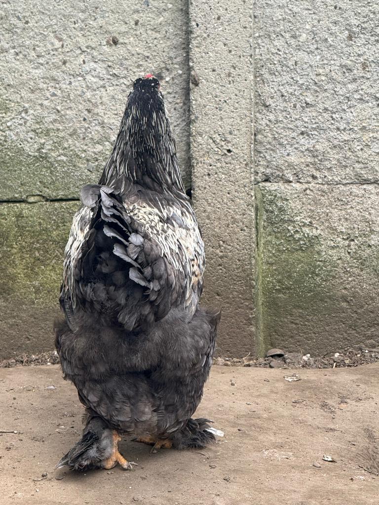 BRAHMA HAAN, Dieren en Toebehoren, Pluimvee, Kip, Mannelijk