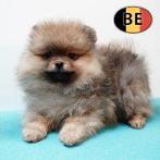 Dwergkees reutje, Belgische pup te koop, Parvo, België, 15 weken tot 1 jaar, Eén hond