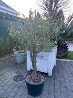 Olijfboom, Ophalen, In pot, Olijfboom, 100 tot 250 cm