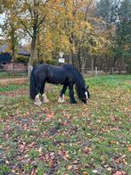 Weidemaatje tinker, Dieren en Toebehoren, Merrie