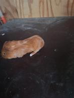 Leuke cavia, Dieren en Toebehoren, Vrouwelijk, Tam, Maart, Cavia