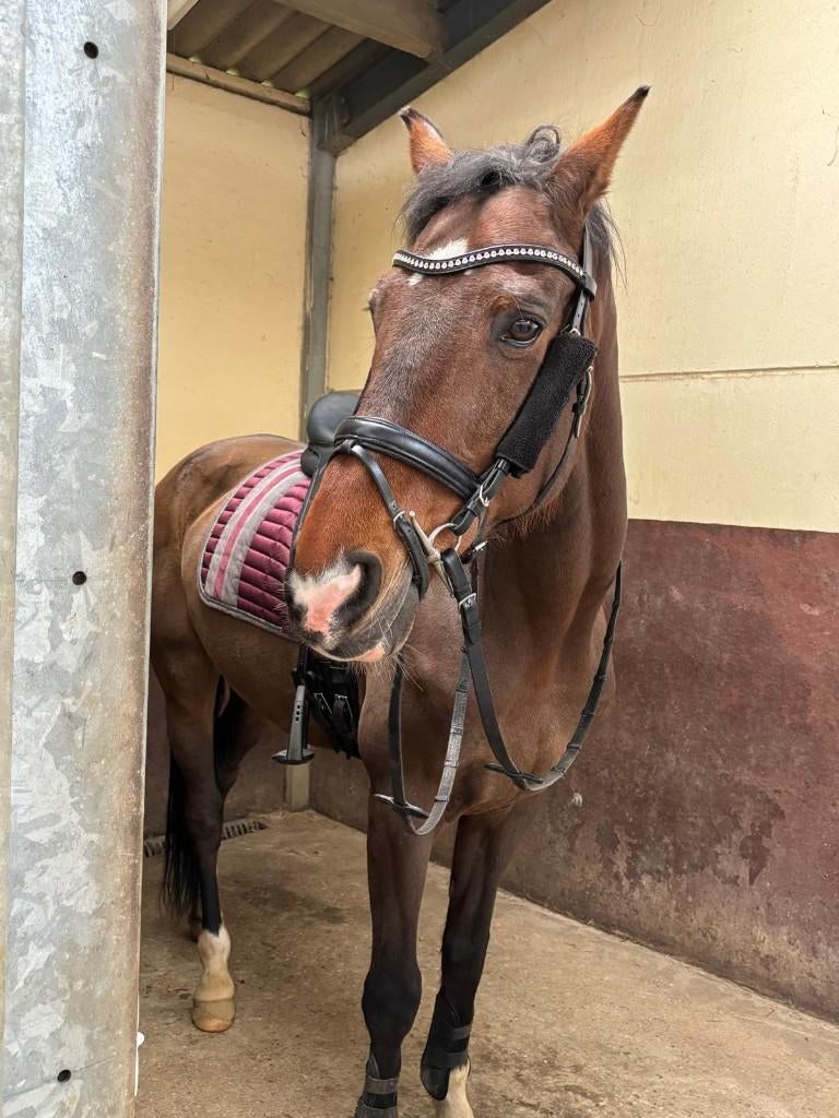Dressuur paard, Dieren en Toebehoren, Paarden, Ruin, Niet van toepassing, 170 tot 175 cm, 11 jaar of ouder, Dressuurpaard, Met stamboom