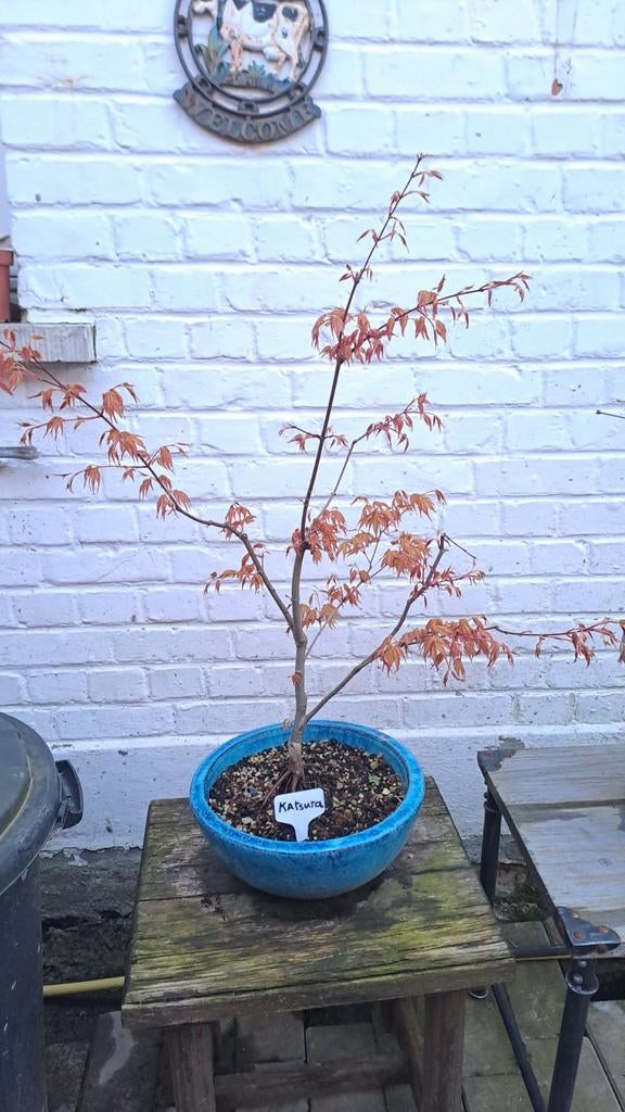 Japanse esdoorn, Ophalen