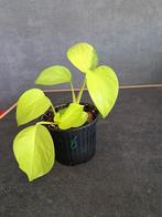 Epipremnum neon nr 6, Enlèvement