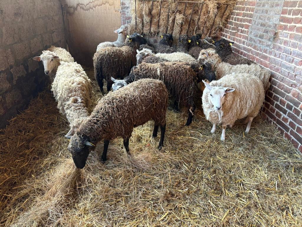 Ramlammeren te koop, Dieren en Toebehoren