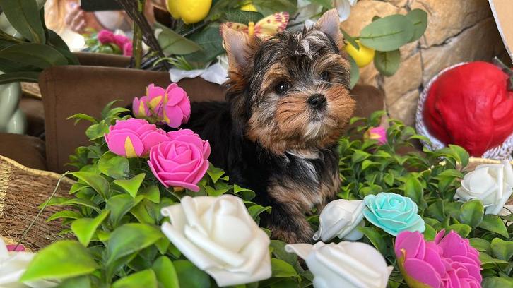 Yorkshire femelle, Dieren en Toebehoren, Honden | Jack Russells en Terriërs, Teef, Yorkshire Terriër, Fokker | Hobbymatig, Eén hond
