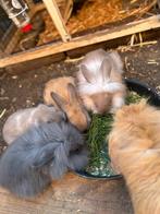 Konijntjes te koop, Animaux & Accessoires, Lapins, Oreilles tombantes