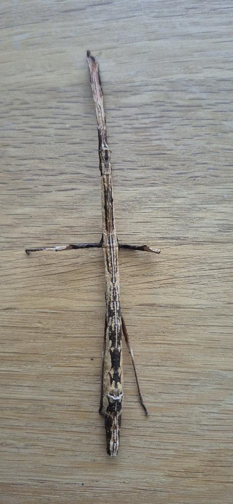 Wandelende tak Mnesilochus capreolus "Talisay", Dieren en Toebehoren, Insecten en Spinnen, Wandelende tak