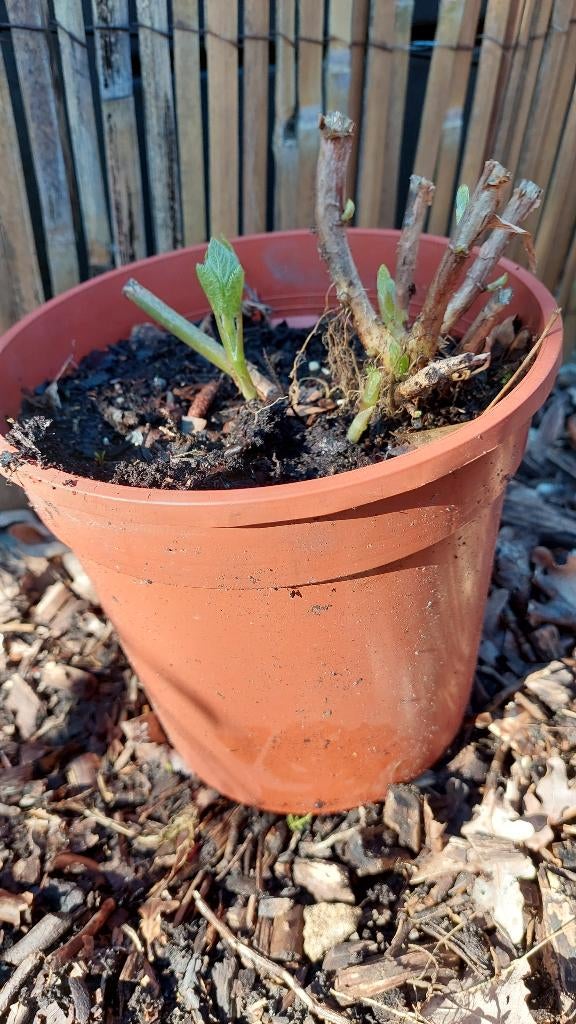 sneeuwbal hortensia "Annabelle", Tuin en Terras, Planten | Tuinplanten, Vaste plant, Overige soorten, Volle zon, Zomer, Ophalen