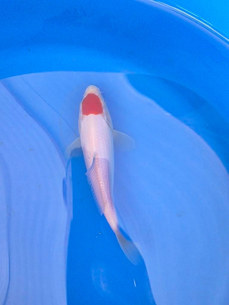 Tancho tosai., Animaux & Accessoires, Poissons | Poissons d'étang