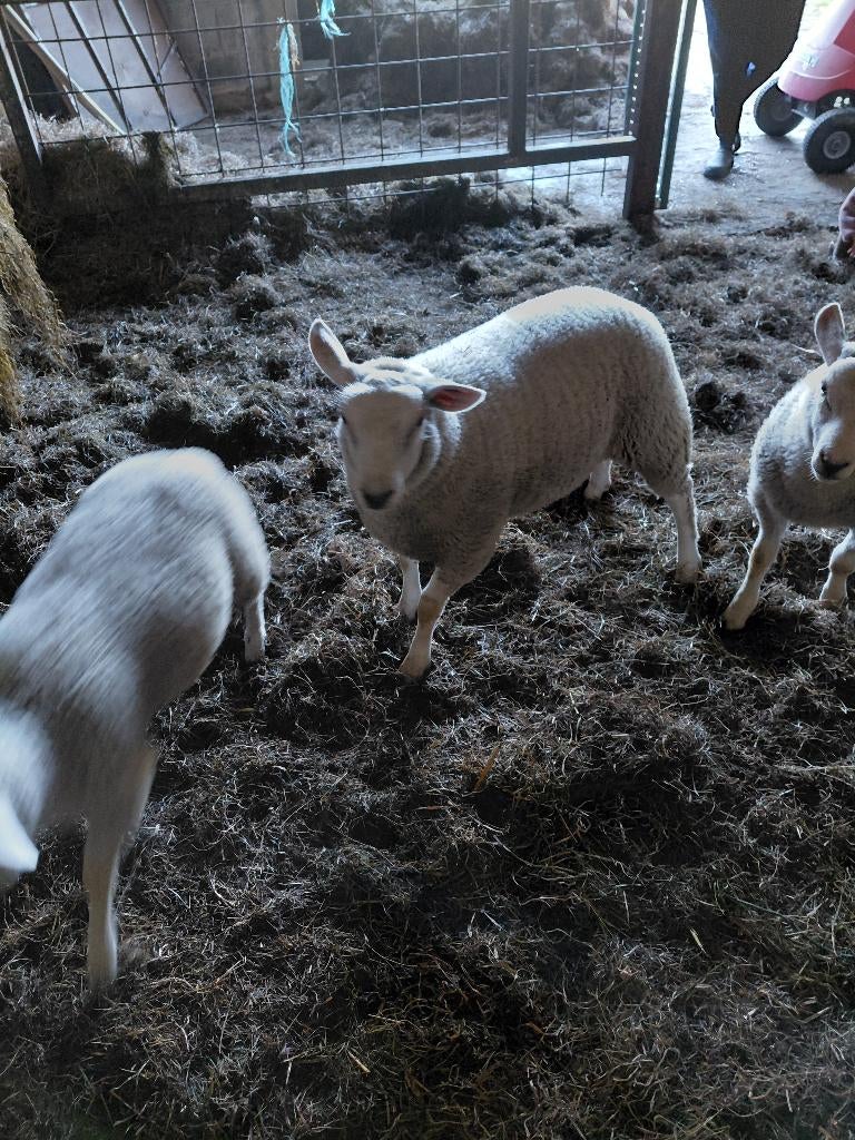 Lam  te koop, Animaux & Accessoires, Moutons, Chèvres & Cochons, Femelle, Mouton, 0 à 2 ans