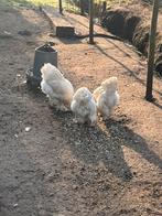 Brahma henne en hanen van vorig najaar, Dieren en Toebehoren, Pluimvee