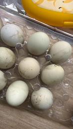 Broedeieren araucana met staart, Dieren en Toebehoren