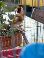 Petit bondonneret 2025, Enlèvement, Comme neuf