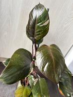 Philodendron red Anderson, Enlèvement ou Envoi