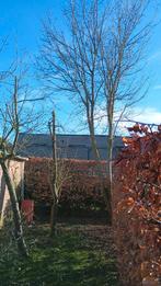 Wie wil deze boom afdoen in ruil voor het hout, Tuin en Terras, Ophalen