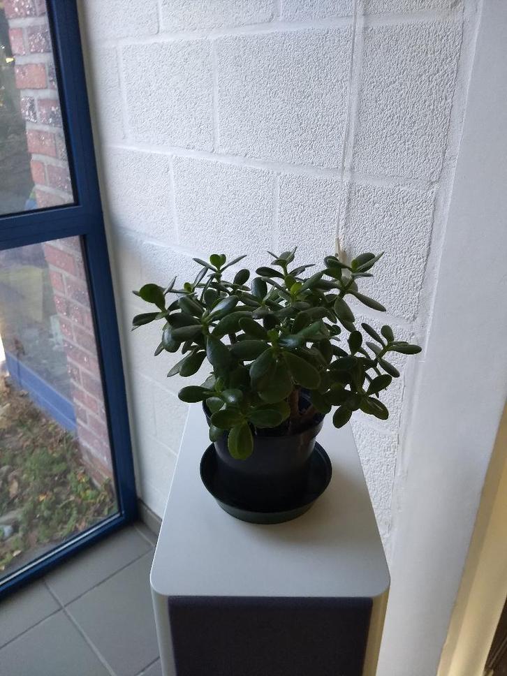 Crassula ovata - Jadeplant (kamerplant), Huis en Inrichting, Kamerplanten, Vetplant, In pot, Ophalen