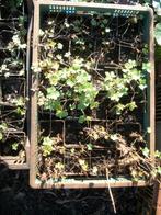 Geranium mengeling = pakket, Vaste plant, Halfschaduw, Zomer, Ophalen