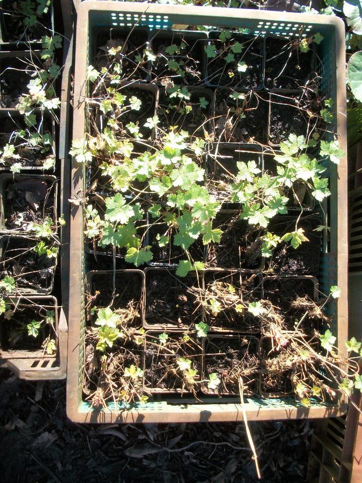 Geranium mengeling = pakket, Tuin en Terras, Planten | Tuinplanten, Vaste plant, Overige soorten, Halfschaduw, Zomer, Ophalen