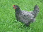 legkippen diverse kleuren, Plusieurs animaux, Poule ou poulet