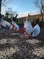 Broedeieren Leghorn isabelpatrijs, Dieren en Toebehoren, Pluimvee, Geslacht onbekend, Kip