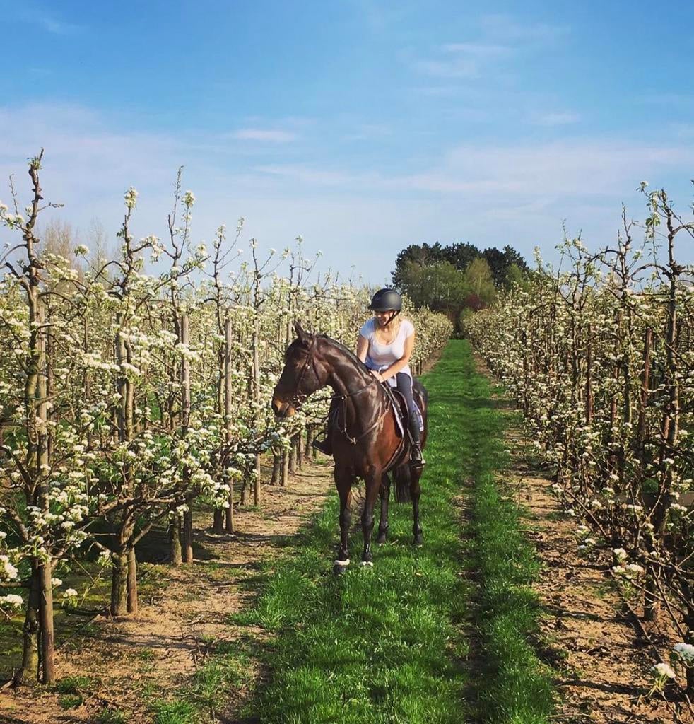 Verzorgpaard aangeboden - Regio Zele, Jument