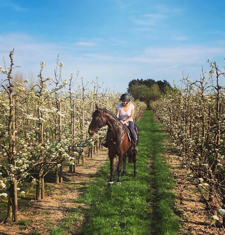 Verzorgpaard aangeboden - Regio Zele, Dieren en Toebehoren, Paarden, Merrie