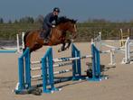 7jarige sportmerrie, Dieren en Toebehoren, Merrie, Springpaard, Met stamboom, M