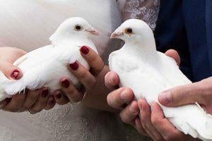 Witte bruidsduiven, Meerdere dieren, Postduif