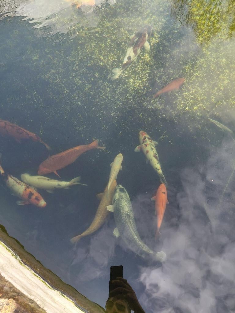 Poisson Koi, Animaux & Accessoires, Poissons | Poissons d'étang