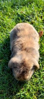 Super mooi nederlands hangoor vrouwtje 6weken oud, Dieren en Toebehoren, Hangoor