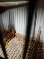 Jonge turquoisine, Dieren en Toebehoren, Vogels | Parkieten en Papegaaien