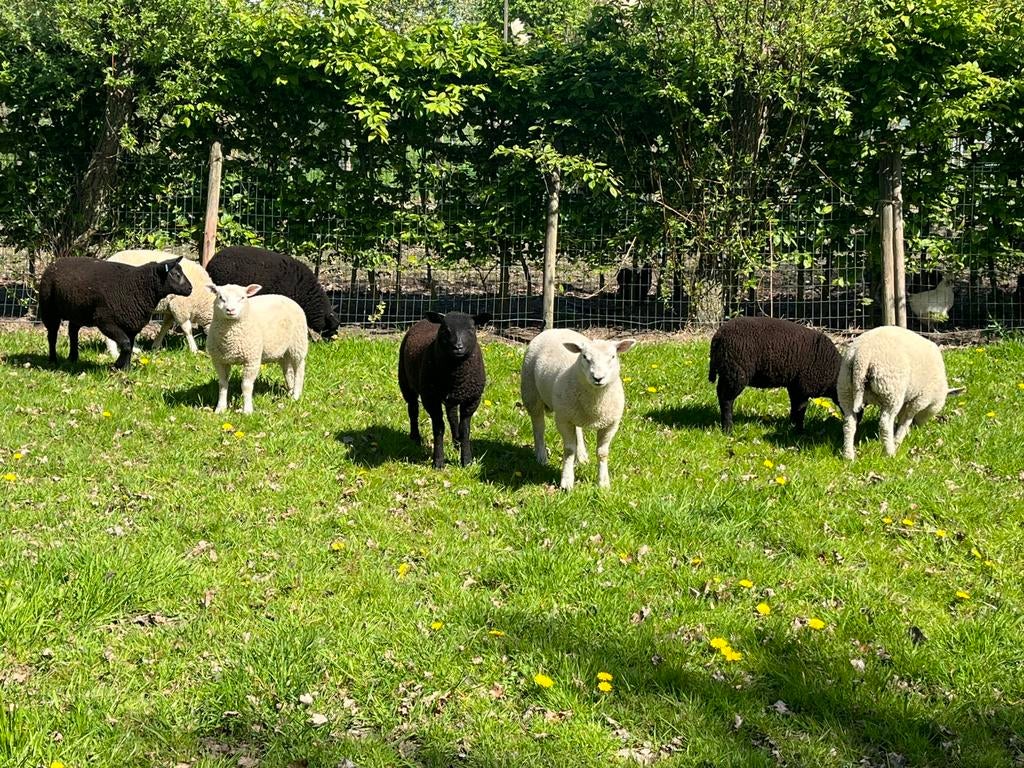 Jonge schapen bokken, Mannelijk, Schaap