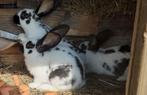 konijnen, Animaux & Accessoires, Lapins, Mâle, Grand, 0 à 2 ans
