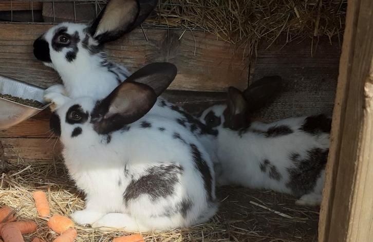 konijnen, Dieren en Toebehoren, Konijnen, Groot, Mannelijk, 0 tot 2 jaar