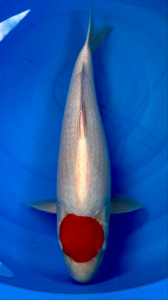 Tancho van Hoshikin, Dieren en Toebehoren, Karper of Koi